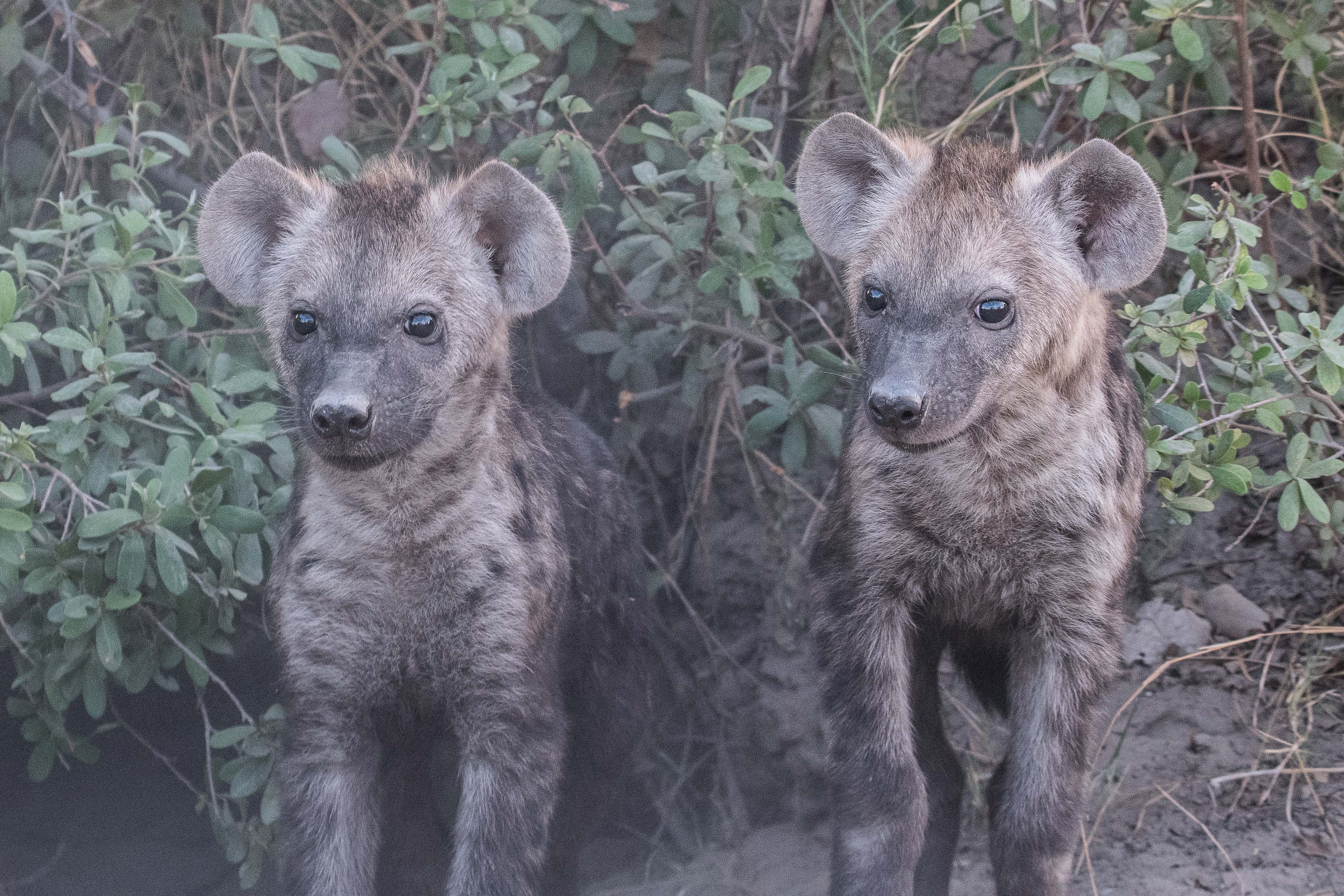 Hyènes tachetées (Spotted hyaenas, Crocuta crocuta), gros plan sur  2 juvéniles de 3 à 4 mois debout devant leur terrier, Shinde, Delta de l'Okavango, Botswana.